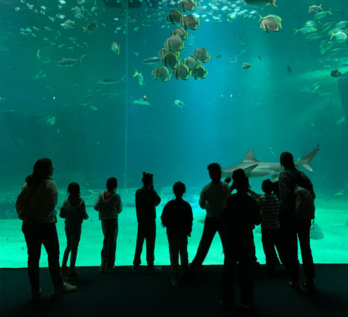 D&eacute;couverte de l&rsquo;univers marin pour les petits Lillois