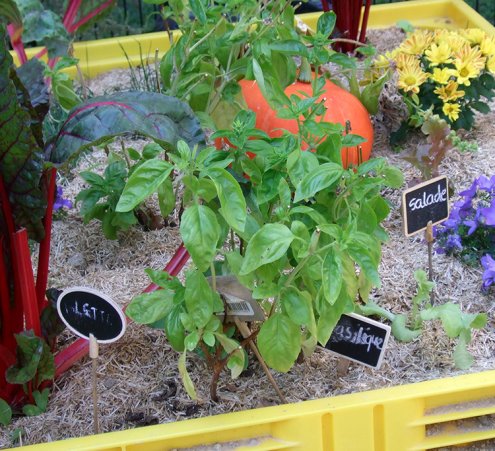 &laquo; Coup de pousse &raquo;, le jardin potager du CHU de Rennes