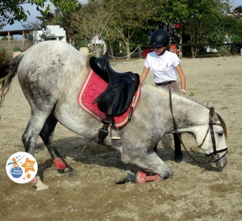 Murmurer &agrave; l&#039;oreille des chevaux
