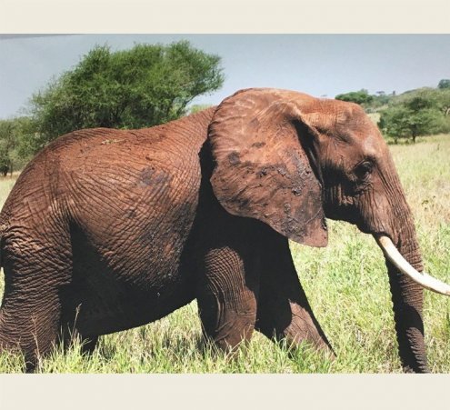 De janvier &agrave; ao&ucirc;t 2016 : La savane &agrave; l&rsquo;h&ocirc;pital Trousseau