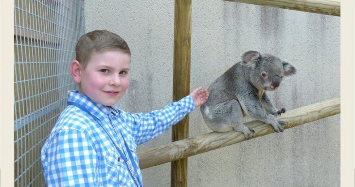 Le r&ecirc;ve d&rsquo;Antoine : caresser un koala !