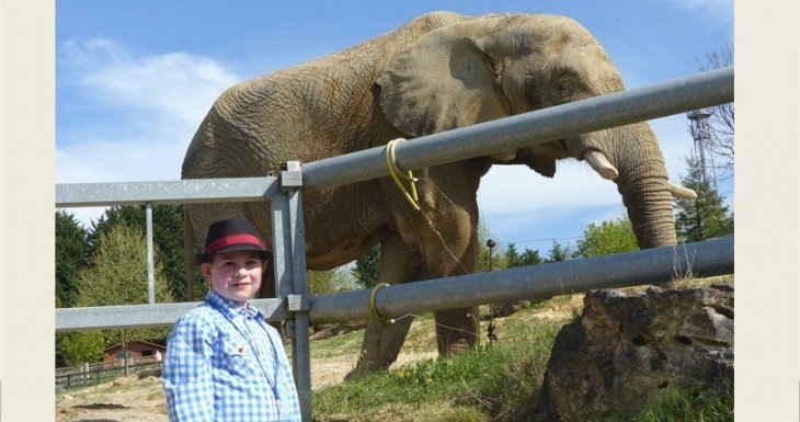 Le r&ecirc;ve d&rsquo;Antoine : caresser un koala !