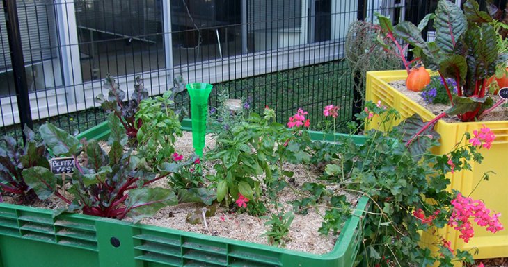 &laquo; Coup de pousse &raquo;, le jardin potager du CHU de Rennes