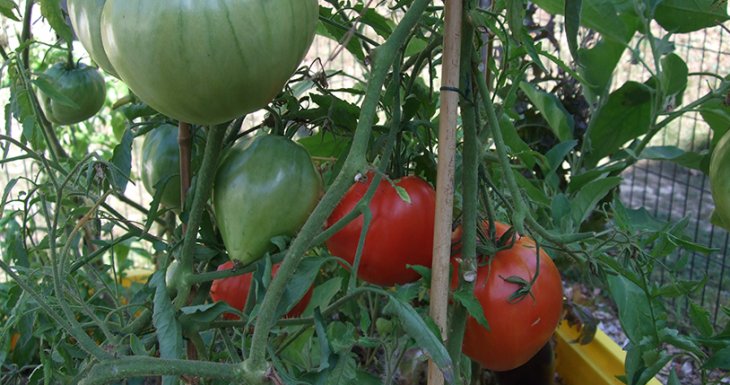 &laquo; Coup de pousse &raquo;, le jardin potager du CHU de Rennes