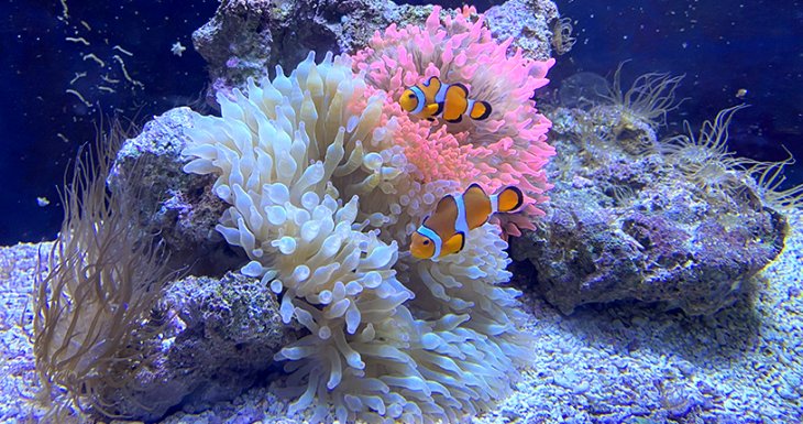 D&eacute;couvrir les fonds marins