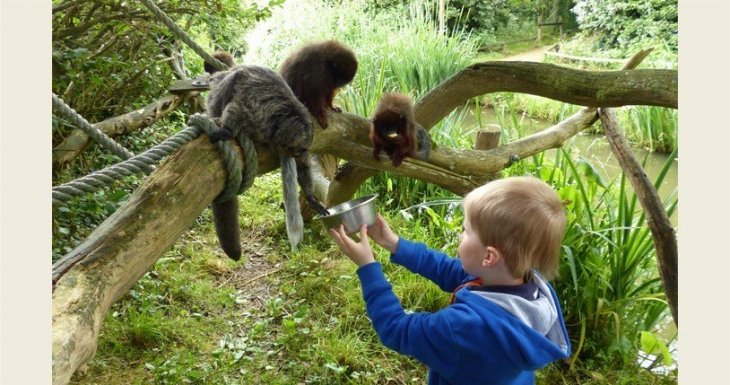 Un petit prince sur la plan&egrave;te des singes
